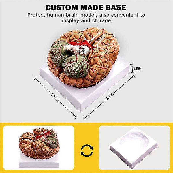 Human Brain,Life Size Human Brain Anatomy Model with Display Base, for ...