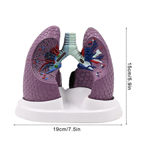 (English instructions) Anatomical Pathological Lung Model Normal and P ...
