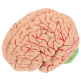 1pc Human Brain Teaching Model Medical Fake Brain Anatomical Display Model