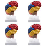 Cerebral Anatomical Model Anatomy 1:1 Half Brain Brainstem