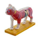 Cat Anatomy Model for Acupuncture and Moxibustion, Animal Anatomy Model Cat Anatomy Model Organs Teaching Prop