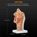 Human Anatomical Nasal Cavity Throat Anatomy Model for Science Classroom Study Display Teaching Medical Mode Equipment
