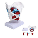 Detachable Sacrum Hip Peis Muscle Female Reproductive System Peic Bone Human Skeleton Anatomy Model