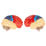 Anatomical Brain Assembled Model PVC Human Brain Anatomical Model for Learning Display