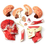 4D Assembled Humans Anatomical Model - Exploded Skull Education Sciences Skeleton Head, Anatomia Teaching Supplies