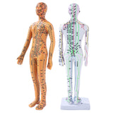 Female Male 35cm with Chinese Points & Base PVC Human Body Acupuncture Point Model DIY