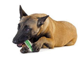 Crunchy Bone Toy