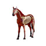 Animal Organ 4D Horse Intelligence Assembling Toy Teaching Anatomy Model DIY Appliances