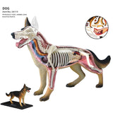 Animal Organ 4D Dog Intelligence Assembling Toy Teaching Anatomy Model DIY Appliances