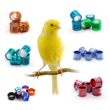 Budgerigar aw Red Factor Live Yorkshire Canary Birds, Goldfinches Gouldian Finches Canary, Bird Accessories