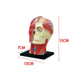 4D Assembled Humans Anatomical Model - Exploded Skull Education Sciences Skeleton Head, Anatomia Teaching Supplies