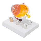 Enlarged Human Eye Anatomical Accurate Shows Optic Nerves Cornea Iris Lens Cataracts Eyeball Model