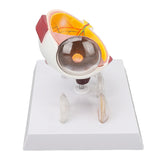Enlarged Human Eye Anatomical Accurate Shows Optic Nerves Cornea Iris Lens Cataracts Eyeball Model