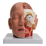 Human Brain Anatomy Model Anatomical Brain Model Model Detachable Anatomical Brain Model for Study, Lecture Report