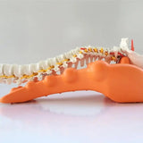 Humpback correction device, massage pillow, cervical spine home shoulder neck back traction device massager