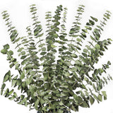 12Pcs Dried Eucalyptus Branches Greenery Stems,17 Inch  Real