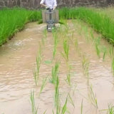 Manual Rice Transplanter Hand Pepper Planter Leek Yellow Under Seedg Seeder