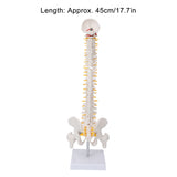 Vertebral Column Model Half Leg Bone Flexible Spine Model Perfect Display with Base for Science Classroom Teaching