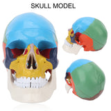 Colored Skull Model Simulated Skull Model for School Hospital