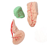 Anatomical Brain Model Accurate Human Brain Model for Science Classroom Study for Teaching Display