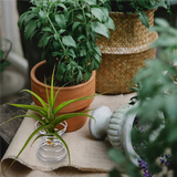 6 Pieces Stand Airplant Container Tillandsia Holder Stainless Steel Plant Display Racks Air Base