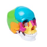 Life Size Human Head Skull Anatomical Model Colorful Human Skull Model for Medical Student Human Anatomy Study Course