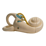Anatomical Auris Internal Model Enlarged Human Internal Ear Anatomy Model Shows Detail of Inner Ear Cochlear Structure
