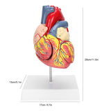 2X Life Size Teaching Simulation Organ Human Heart Model