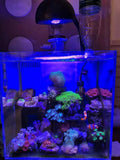 NoopsycheK7Mini 60w App for LPS, SPS and LPS/SPS Marine Aquarium Nano Tank As Maxspect Jump MJL165