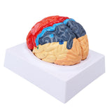 Anatomical Brain Assembled Model PVC Human Brain Anatomical Model for Learning Display