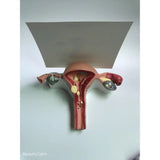 Medical Human Uterus Ovary Pathology Portable Simulation Female Reproductive Model Teaching Anatomy labs Researches