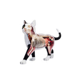 Animal Organ 4D Cat Intelligence Assembg Toy Teaching Anatomy Model DIY Popular Science Appliances