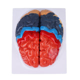 Anatomical Brain Assembled Model PVC Human Brain Anatomical Model for Learning Display