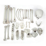 Halloween Room Haunted House Bar Decoration Terrorist Body Skull Skeleton 28 Parts Tricky Props