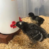 5/10/15 Pcs Chicken Drinker Nipples Automatic Poultry Nipples - Clean Drinker Waterer For Chicken Quail Feeding Water