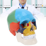Colored Skull Model Simulated Skull Model for School Hospital