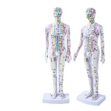 Female Male 35cm with Chinese Points & Base PVC Human Body Acupuncture Point Model DIY