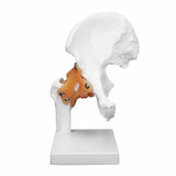 Detachable Sacrum Hip Peis Muscle Female Reproductive System Peic Bone Human Skeleton Anatomy Model
