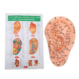 Human with Acupuncture Points Ear Massage Model For Home Teaching Training Use PVC Material Safe Healthy