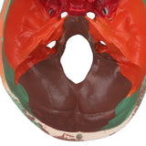 Colored Skull Model Simulated Skull Model for School Hospital