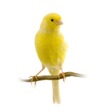 Budgerigar aw Red Factor Live Yorkshire Canary Birds, Goldfinches Gouldian Finches Canary, Bird Accessories