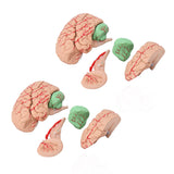 Anatomical Brain Model Accurate Human Brain Model for Science Classroom Study for Teaching Display