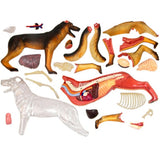 Animal Organ 4D Dog Intelligence Assembling Toy Teaching Anatomy Model DIY Appliances