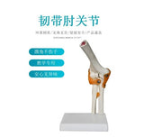 Detachable Sacrum Hip Peis Muscle Female Reproductive System Peic Bone Human Skeleton Anatomy Model