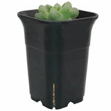 12PCS-Pack Square Plastic Succulent for Plant Flowers Cactus, Etc., Black Nursery Flower Pot