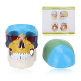 Colored Skull Model Simulated Skull Model for School Hospital