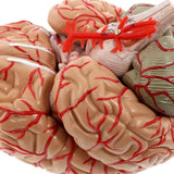 Model, Anatomically Accurate Models 8-Part Human Brain Anatomy for Science Classroom Study Educational Display