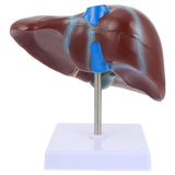 1pc Medical Anatomical Liver Model Human Liver Anatomical Model with Base