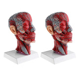 2X Sagittal Plane 1:1 Human Head Skeleton Neck Vessel Nerve Anatomical Model