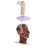 1:1 Human Cervical Vertebra Head Model Kits Statue Learning Tool Supplies